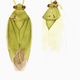 Illustration for article titled The Mutant Art of Radioactive Insects